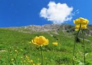 28 Trollius europaeus (Botton d'oro) con vista in Arera